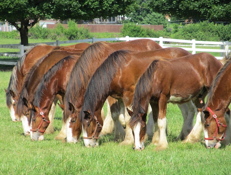 Care & Feeding of Overgrazed Horse Pastures, overgrazing horses, Horse Pasture Maintenance, ferris fencing, fencing for horse grazing