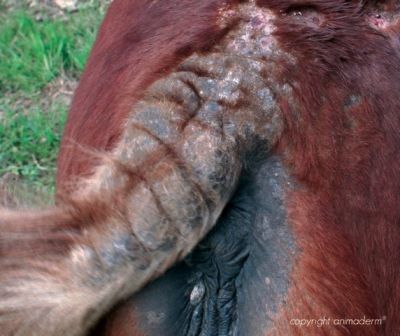 DERFERN from Aniderm horses Sweet Itch, horse allergies equine midges bites horse bleeding skin