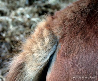 DERFERN from Aniderm horses Sweet Itch, horse allergies equine midges bites horse bleeding skin