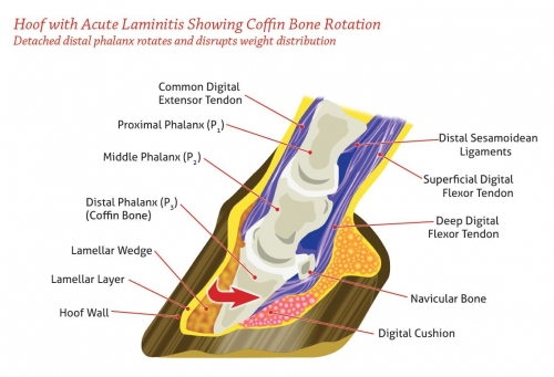 what is horse laminitis, inflammation of horse laminae, horse anatomy, equine physiology, coffin bone horse, signs of horse laminitis, horse colitis