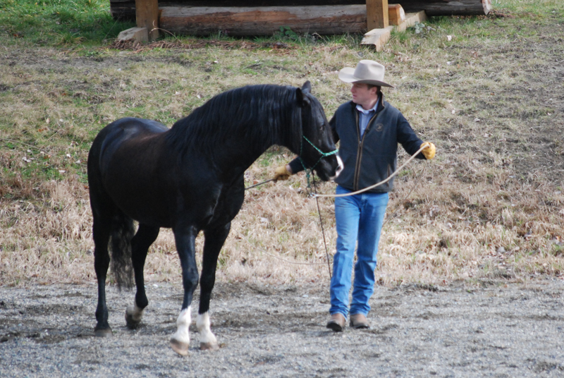 Jonathan Field, natural horsemanship, equine ground skills horse, connecting with horse, obstacles for horses, equine mind, horse mind, bombproofing horse