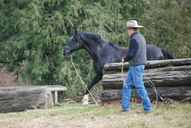 Jonathan Field, natural horsemanship, equine ground skills horse, connecting with horse, obstacles for horses, equine mind, horse mind, bombproofing horse