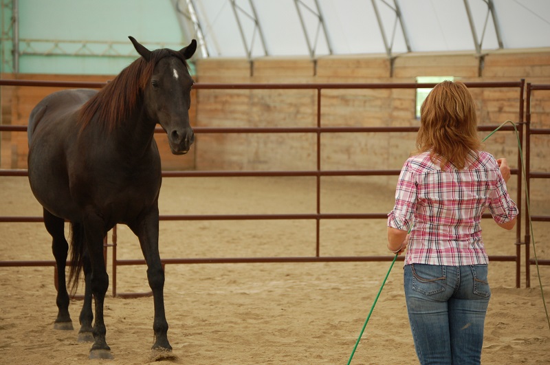 Horses as Healers, Margaret Evans, Spirit Gate Farms, Horses helping people coping with post-traumatic stress disorder ptsd, Horses increase self-awareness, Horses teach importance good communication respect, horses bring people together, horses mirror human body language