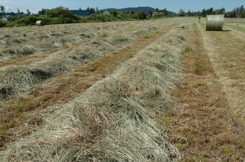 horse hay, horse hay bales, analyzing horse hay, taking a horse hay sample, horse hay analysis report
