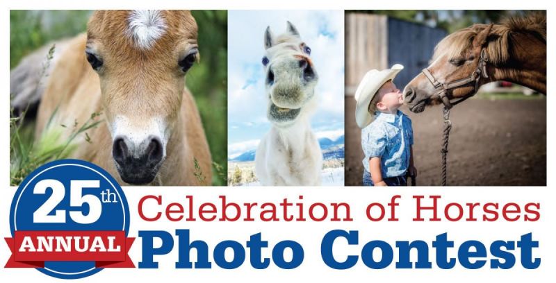 horse PHOTO CONTEST equine photo contest system fencing ecolicious equestriancanadian horse journal photo contest, horse PHOTO CONTEST equine photo contest system fencing ecolicious equestrian