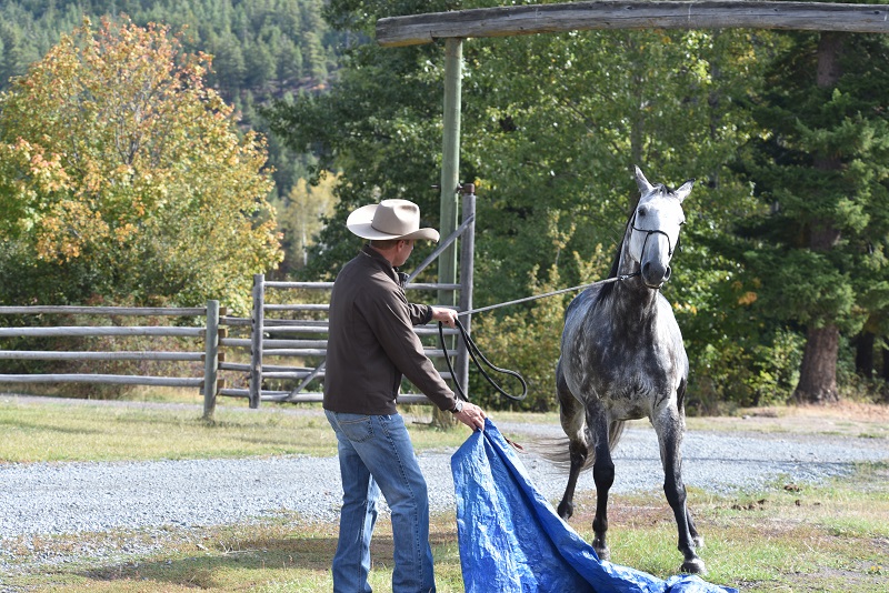 jonathan field natural horsemanship horse tarp training natural horsemanship equine tarp training