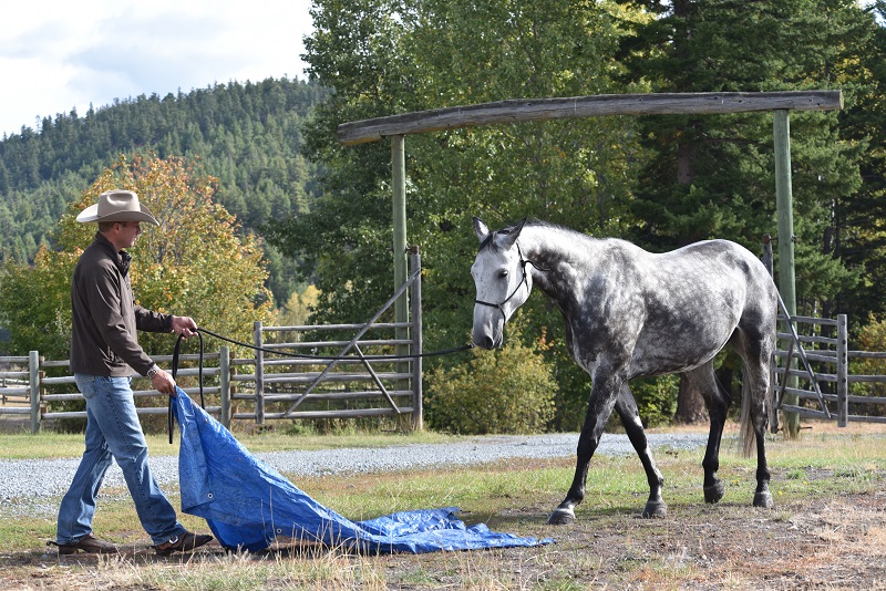 jonathan field natural horsemanship horse tarp training natural horsemanship equine tarp training