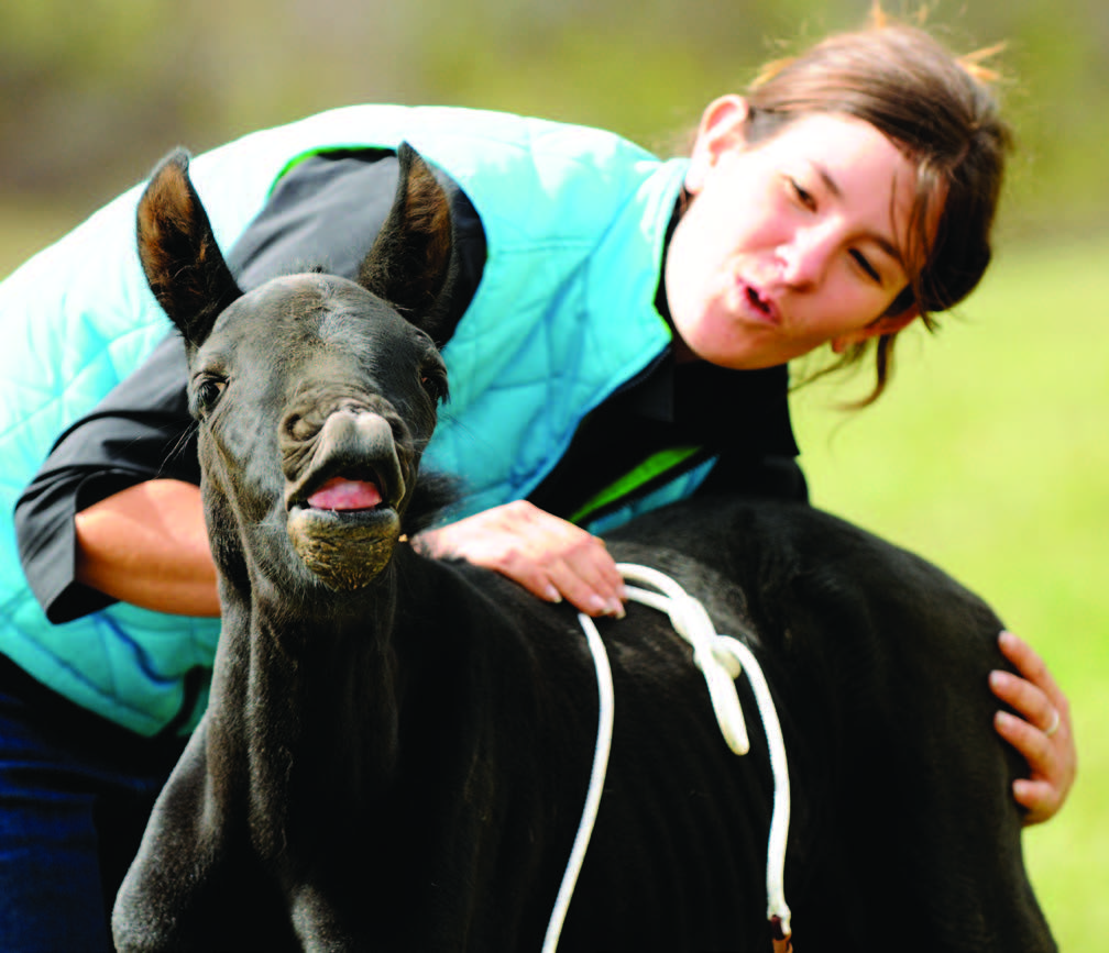 Pat Parelli, natural horsemanship, training foals, working with foals, foal-human interaction at birth, foal imprinting