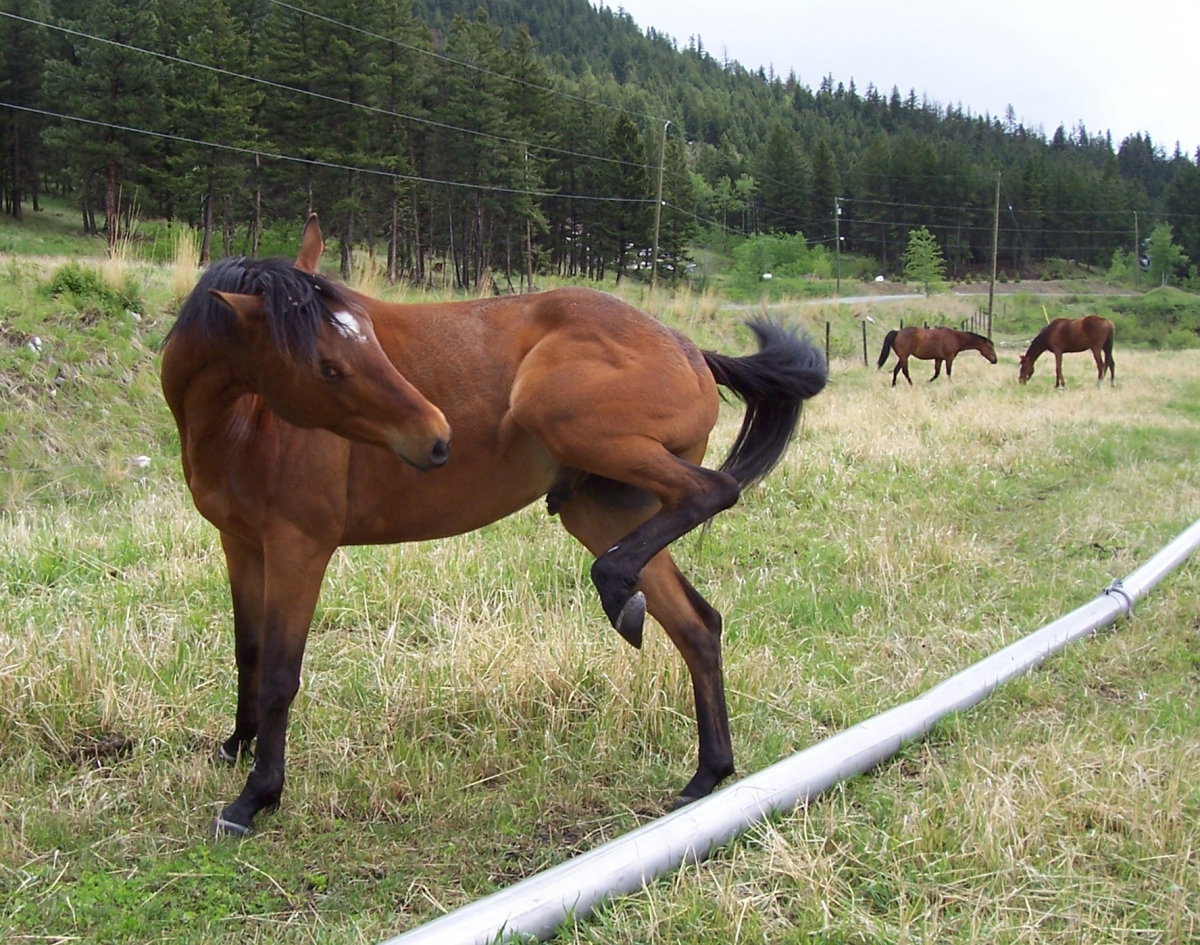 Horsemanship Horse Training Schooling