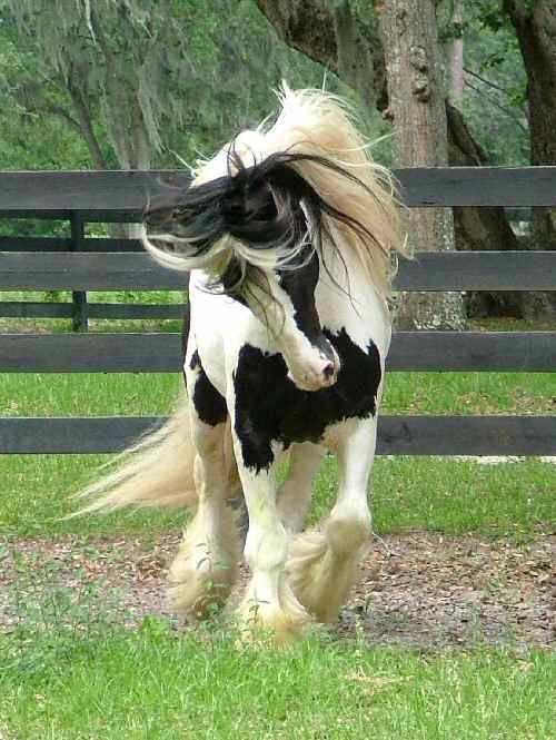 gypsy vanner, gypsy horse, once upon a time, feathered hooves, gypsy cob