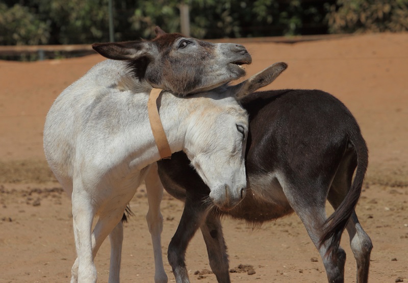 donkey sanctuary, haven for donkeys, donkeys 3rd world, donkeys in need, animal sanctuary, donate for Christmas