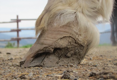 horse hoof white line disease