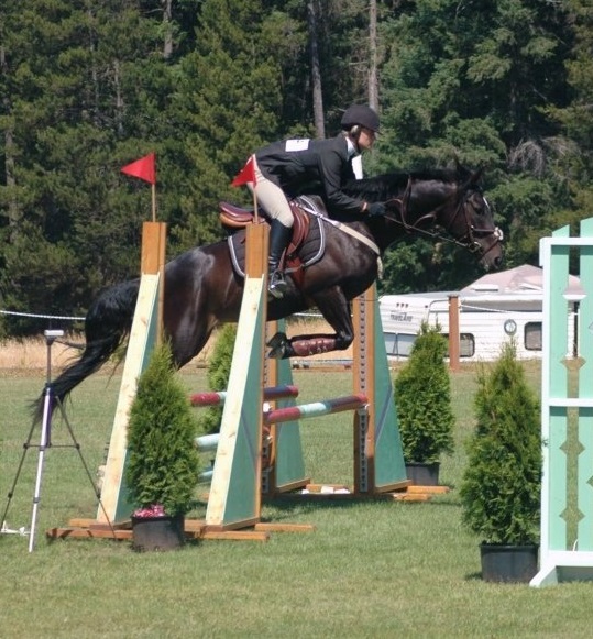 horse jumping without impulsion