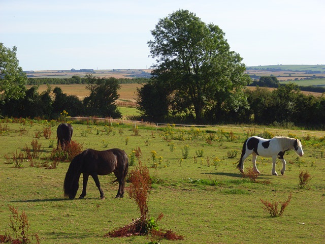 Care & Feeding of Overgrazed Pastures | Horse Journals