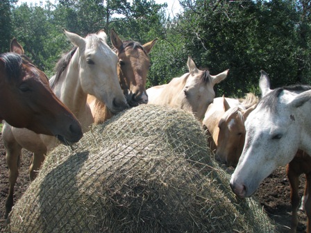 Juliet M. Getty, Ph.D., slow-feeding system, equine forage, foundation equine diet, ulcers, colic, behavioural issues, stall vices, gorging, choke, cribbing, laminitis, equine diet, alternative grazer 