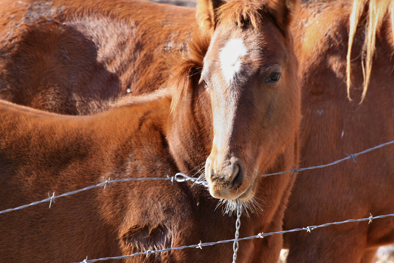 hazards horse farm, hazards equine farm, emergency plan horse farm, prevent barn fire, prevent horse injury