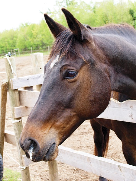 heaves-is-your-horse-at-risk-horse-journals