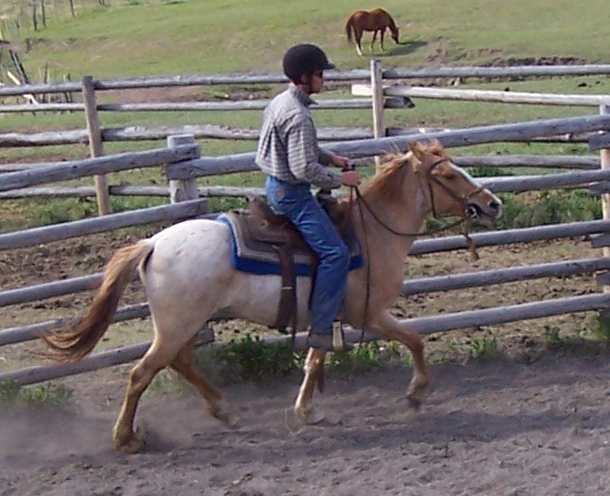 Horsemanship Horse Training Schooling