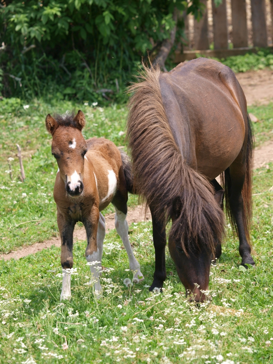 Miniature Horse Breed Smallest Equine