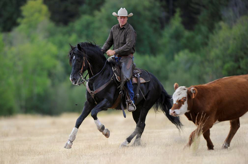 Jonathan Field, control your horse, equine Ground Skills horses, horses controlling steer, natural horsemanship, connecting with your horse, horses working cows