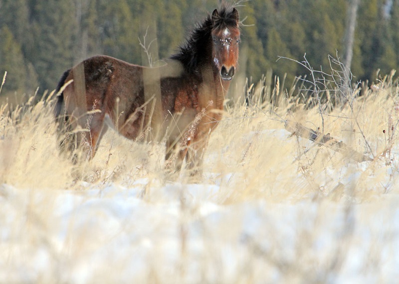 Wild Horses in Alberta, Wild Horses of Alberta Society, WHOAS, Alberta Ministry of Environment and Sustainable Resource Development, ESRD, Sundre Equine Zone, Bob Henderson, horses Kananaskis country, Brazeau Equine Zone