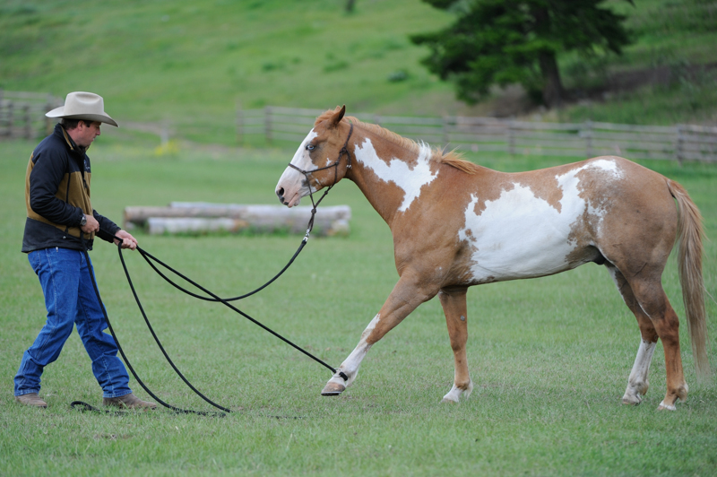 Jonathan Field, natural horsemanship, Leg Shy Horse, claustrophobic horse, connect with shy horse, rope leading horse, get horse to direct steer, horse leading by his feet, horses working cows