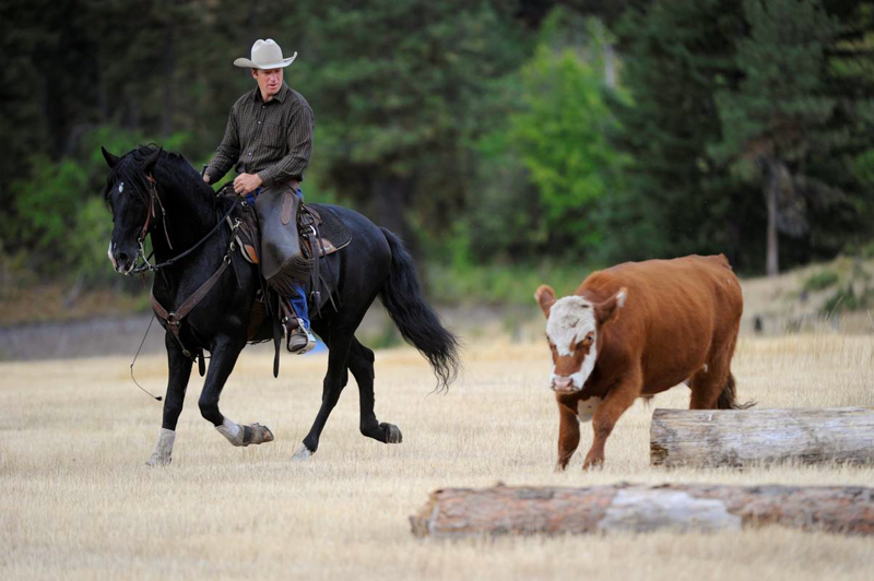Jonathan Field, control your horse, equine Ground Skills horses, horses controlling steer, natural horsemanship, connecting with your horse, horses working cows