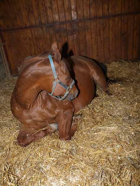 mare is in foal, Foaling Mare, hrose labor, equine labor, delivering a foal safely, theriogenologist, western college of veterinarian, horse twins, vaccinating mare, foaling complication