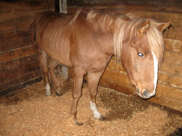 rescue horse Noel was rescued by BC SPCA, noel christmas pony jonathan field, rescue horses