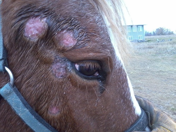 Equine Skin Disease, Pastern Dermatitis, equine Dermatophilosis, equine Dermatophytosis, equine Urticaria, Western College of Veterinary Medicine, rain rot horse