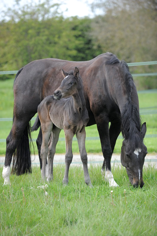equine vaccination risk, horse vaccinations tetanus wee eee west nile virus horse, potomac horse fever, equine influenza