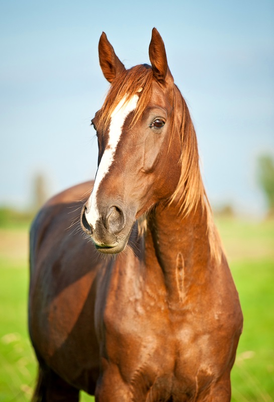 Horses and Humans Research Foundation, Principal Investigator Katrina Merkies, University of Guelph, PTSD, horse research, horses distinguish between neurotypical and mentally traumatized humans, equine research, UofGuelph