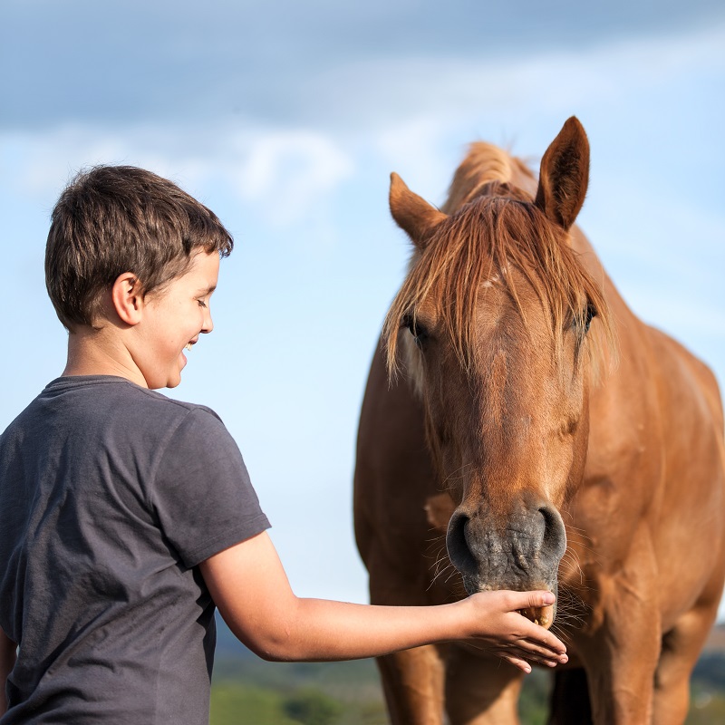 Principal Investigator Dr. Megan Kiely Mueller, equine-facilitated psychotherapy, Humans Research Foundation, HHRF, Effects of Equine-Facilitated Psychotherapy on Post-Traumatic Stress Symptoms in Youth, 