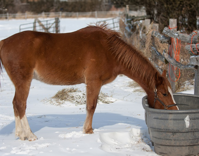 horses wwinter water, how much water horse winter, electrolytes for horses, heated watering horses, can horses eat snow