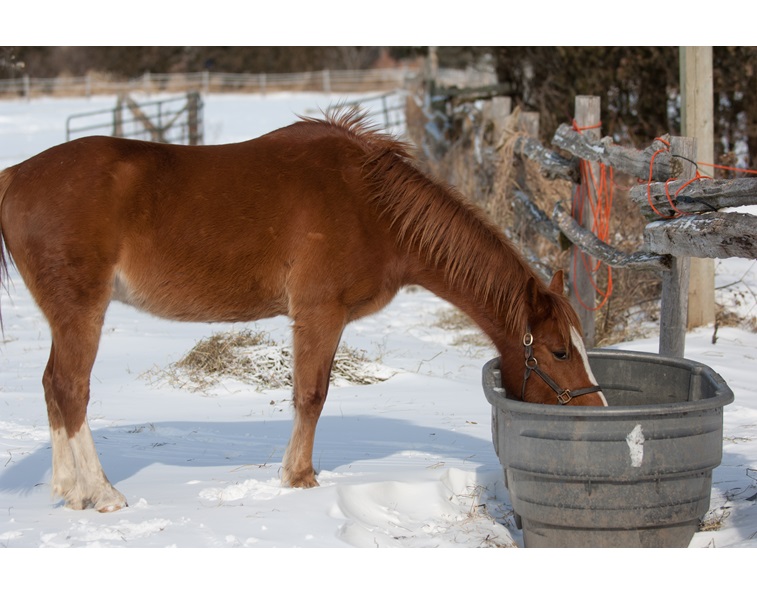 horses wwinter water, how much water horse winter, electrolytes for horses, heated watering horses, can horses eat snow