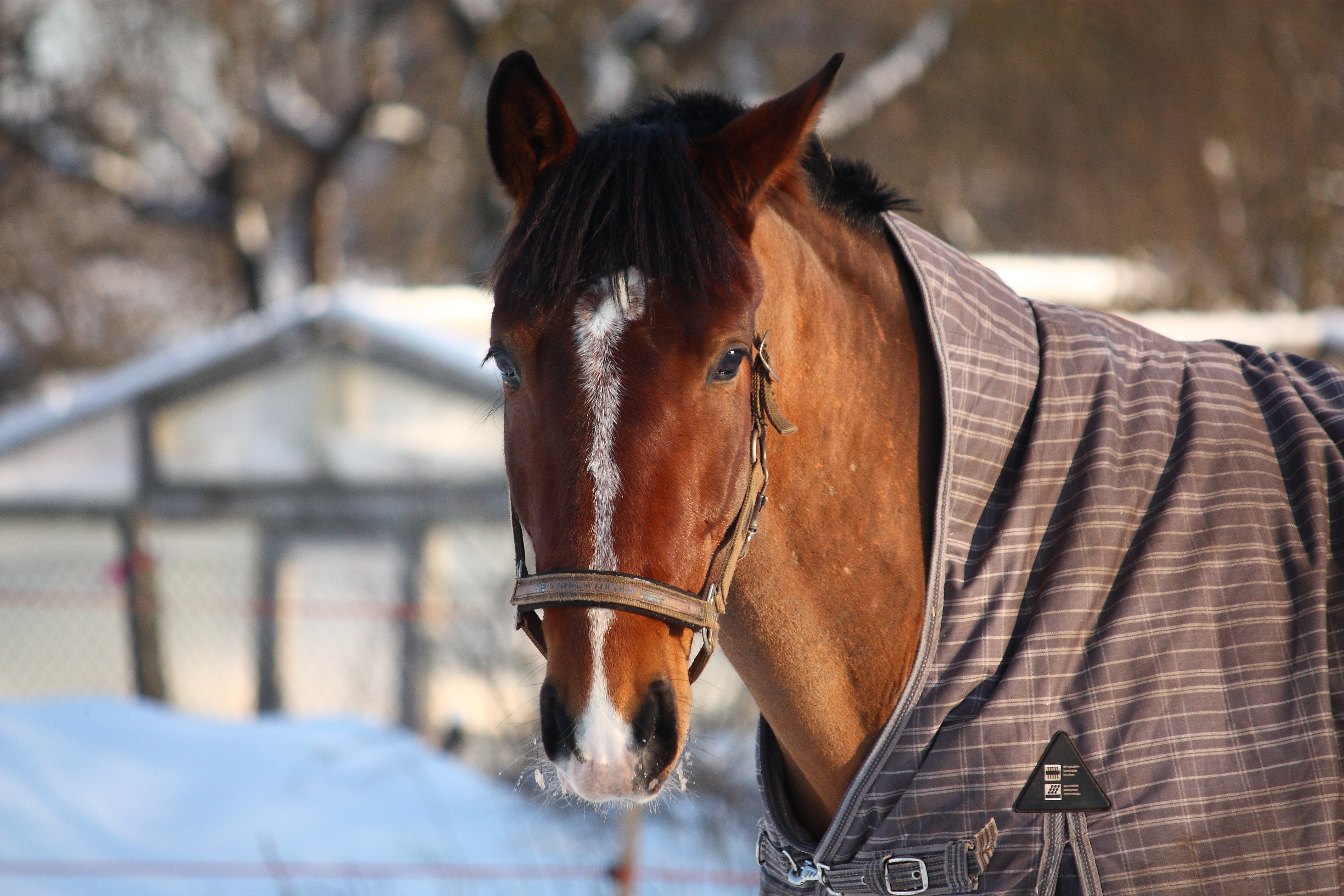 do you blanket your horse in winter? should i blanket my horse in winter? winter horse blanketing