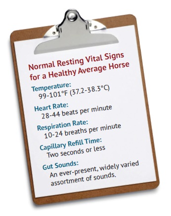 Normal Resting Vital Signs for a Healthy average horse