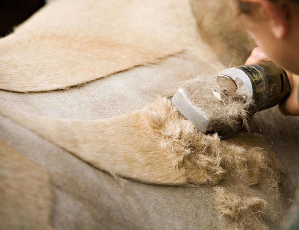 how to clip horse's tail, grooming tail of horse, using clippers on horse