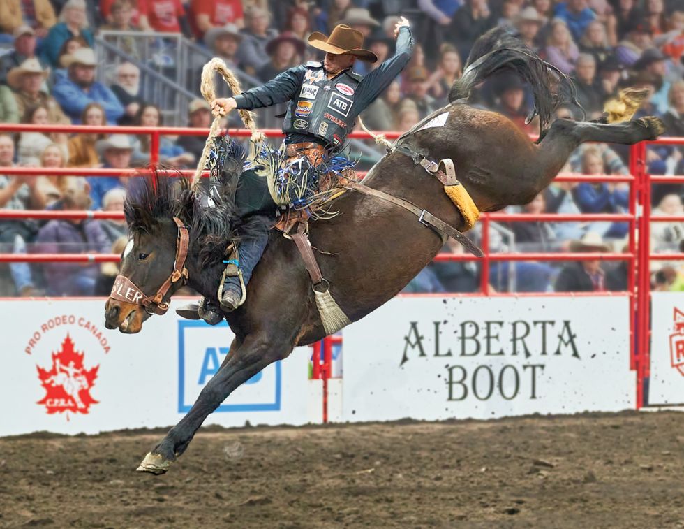 bucking horses, foals for bucking horses, rodeo horses, canadian rodeo riders, calgary stampede rodeo horse, canadian made bucking horse futurity, wildwood imagery, professional rode cowboy association