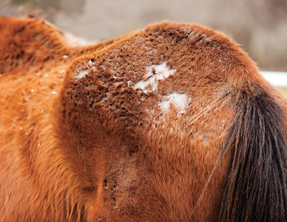 rain rot horses, rain scald horses, horse bald patches, scabs on horse