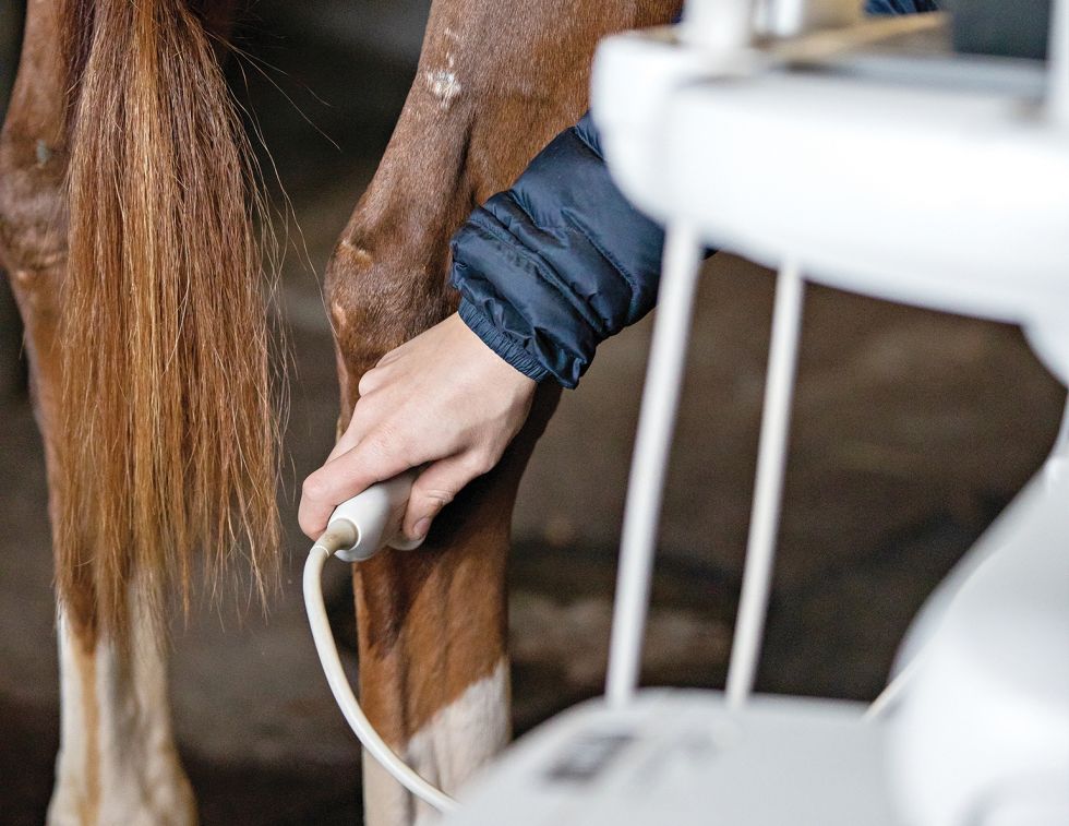 electrotherapy for horses, electrical stimulation horses, tens horses, pemf horses, laser therapy for horses, ultrasound for horses, cold laser therapy for horses