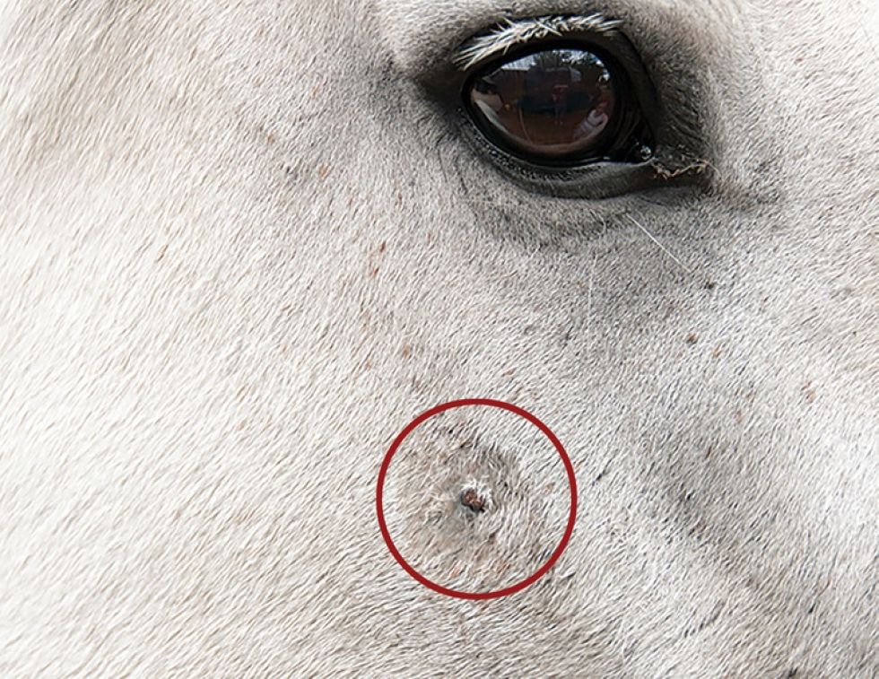 equine skin cancer, equine melanoma, equine sarcinoma, skin cancer horses