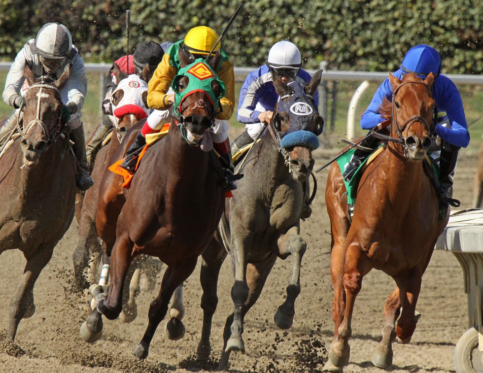 racehorse death, sudden death racehorses, drugs and racehorses, thoroughbred horses, journal of the american veterinary medicine, equine injury database, equine science update, mark andrews