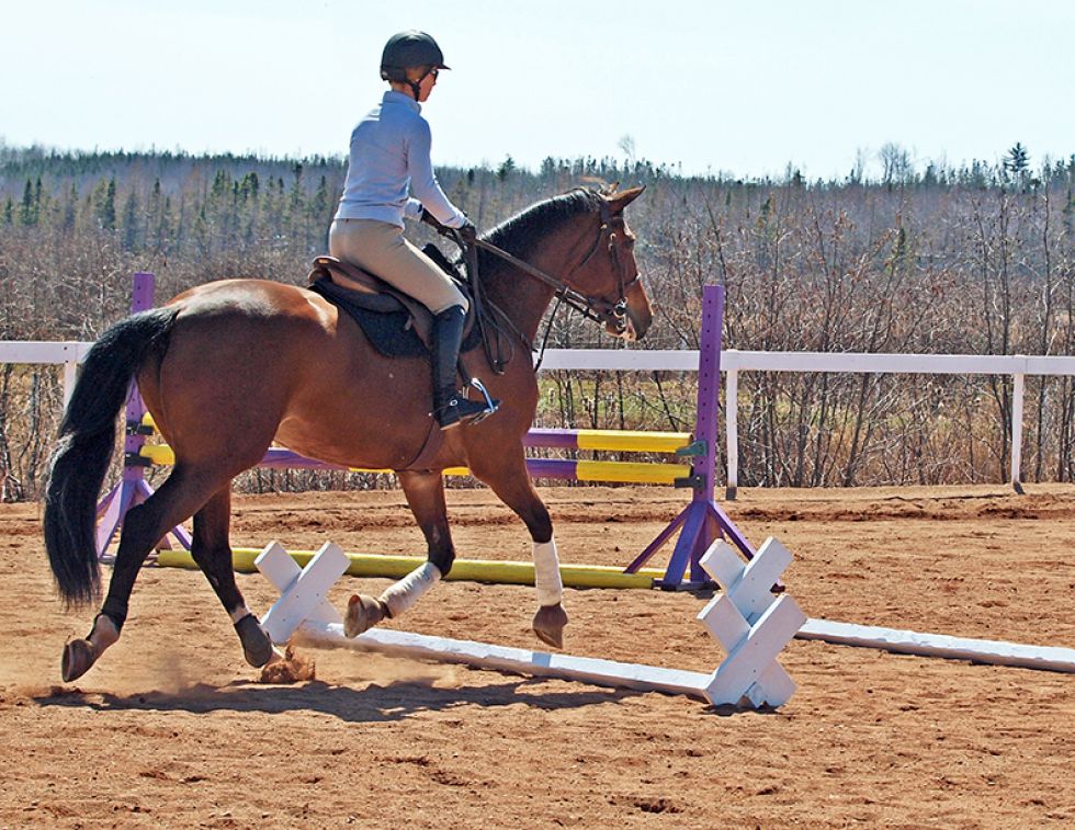 cavaletti walk, cavaletti canter, cavaletti trot, jec aristotle ballou, cavalletti exercises, horse cavalletti, training a horse, horse gait, equine gait, equine conditioning a horse