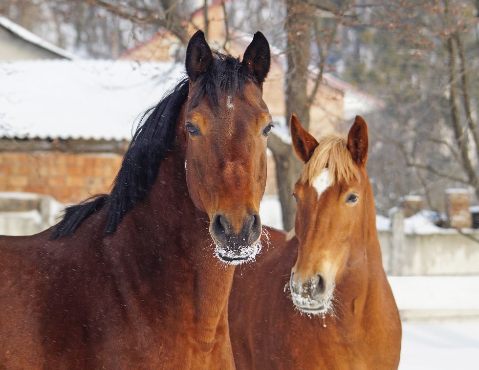 horse vet check, health care horse, veterinarians horses canada, farriers horses canada, farrier and vet relationship, western canadian farriers, ontario farriers, quebec farriers, farrier trainers of canada, american farriers, worshipful company farriers