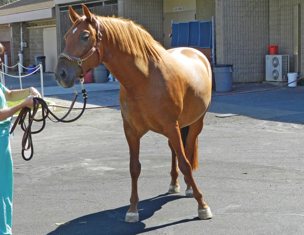 ataxia California horses, equine  Vitamin E deficiency, shivers in horses, cancer horses, sleep deprivation horses, equine headshaking, ulcers horse eye