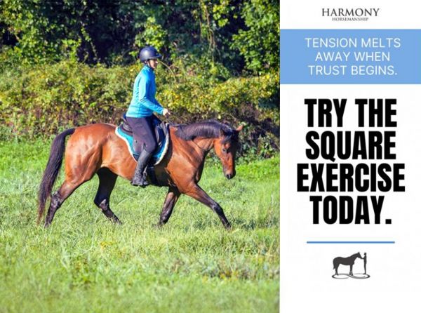 Harmony Horsemanship, horse behaviour psychology, stop horse spooky, horse tense, horse lazy, lethargic horse, exercises for horses, connecting with horse