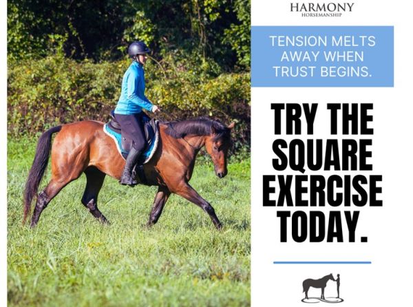 Harmony Horsemanship, horse behaviour psychology, stop horse spooky, horse tense, horse lazy, lethargic horse, exercises for horses, connecting with horse