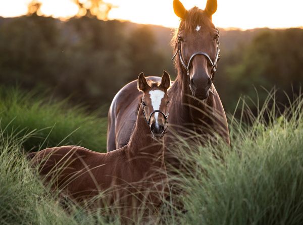 Hyperion Stud LLC, Should I breed horses, Holsteiner breeders Canada, reputable Canadian horse breeders, Urthago Holsteiner stallion by Uriko, should i breed my mare