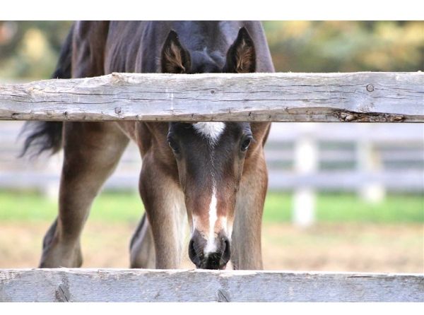 Canadian horse photo contest equine winner